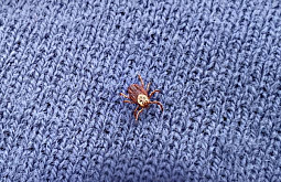 ������� ������� ���������� �������������� �������