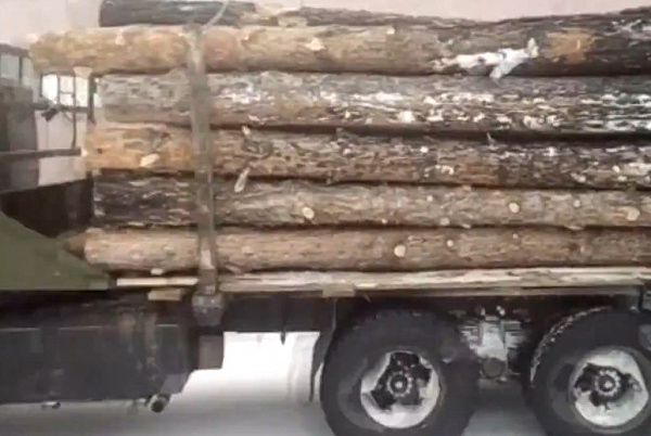 Нелегальный лесоруб в Бурятии заплатил более 250 тысяч 