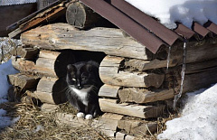 � ��������� ���������� ������� ��� ������ ������ �� �����