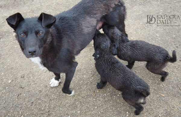 ���������� ���������� ������� �������� ���� �� �������� ����� 