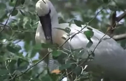 � ������� � ������� ������� �� 40 ��� �������� ���� ������ 