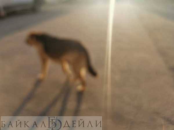 ������� ��������������� �������-����������� � ������ �������