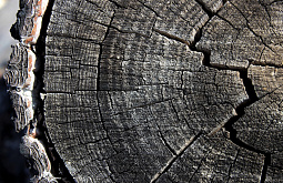 � ������� �������� �������� ������ 4 ���� �������