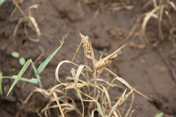 ��������� ������� �� ������� ������� ������ �������� ������