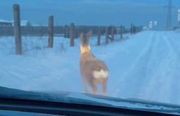 � ������� ������ ���� �� ������ ��� ������