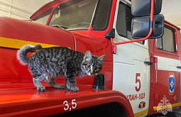 В улан-удэнской пожарной части поселился кот Валентиныч 