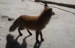 Жителей села в Бурятии призвали держаться подальше от бесстрашной лисы
