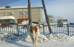 � ��������� � ������� ������������ ������������ ������