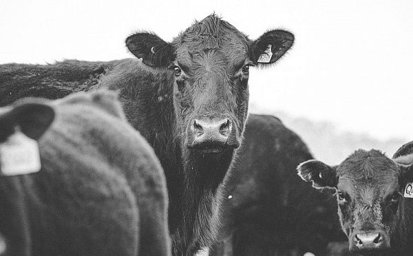 Житель Бурятии украл с фермы бензогенератор