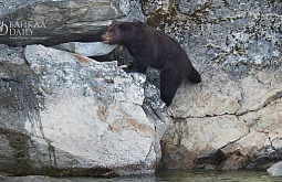 В Бурятии объяснили, почему потерявшие страх медведи выходят к людям 