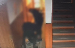 � ����-��� ����������� ���, �������� ���������� ���������, ��������� � �������