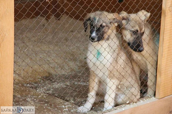 Отловом собак в Улан-Удэ впервые займутся зоозащитники