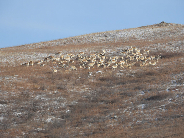 � ���������� ��������� ��������