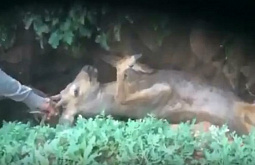 � ��������� ������� �������� ������ ������. �����