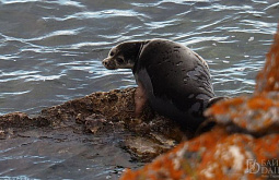 ������������ �������� ������������� ����������� �� ���� ��� ������� � ������� 