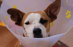 � ������� ����������� ��������� ��������� 