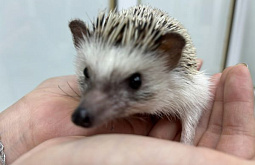 � ����-�������� ����������� ��������� ���������� �� �����