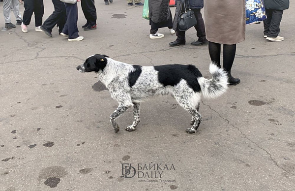 � ������� ������� ������� ������ �� �������� �����