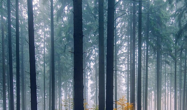 � ������� ����� �������� ������ � ����������� ��������� 