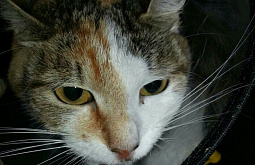 ����-������ ������� �����, ������� ��������� � ���� 6 �����