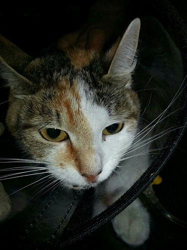 ����-������ ������� �����, ������� ��������� � ���� 6 �����