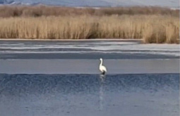 Жители района в Бурятии распереживались из-за лебедя-одиночки