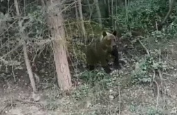 В Иркутской области медведь попрошайничает на трассе 