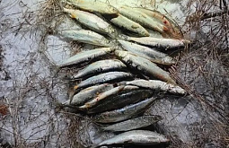 На севере Бурятии задержали двух браконьеров 