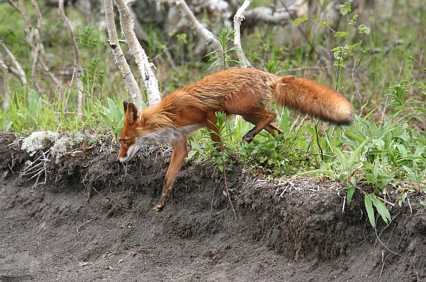 В Улан-Удэ из-за бешеной лисицы придётся прививать всех животных 