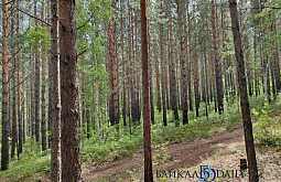 На заповедных территориях Бурятии обнаружили два редких вида бабочек