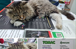 В улан-удэнском зоомагазине ищут дом грустному котику
