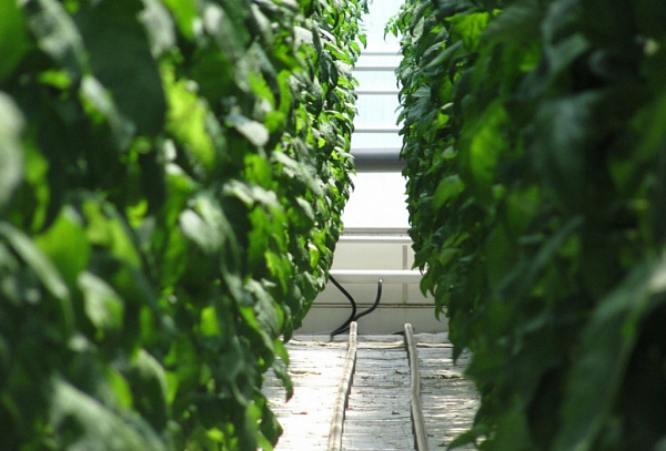 � ������� ��������� ����������� ������ ������� �������