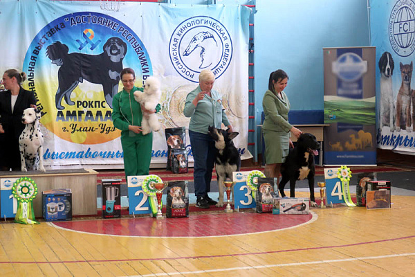 В Бурятии провели национальную выставку собак