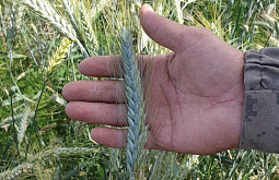 � ������� ����� ��������� ������ �� ���������