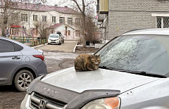 �������� �� ����-���. ���� 2026