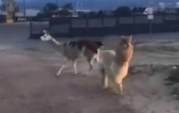 � 110 �������� ����-��� ������ ���� � �������