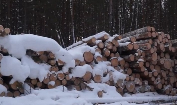 В Иркутской области срубили деревья по вине сотрудников лесничества 