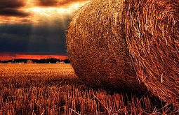 � ������� ����������� 50% ������ ������ 