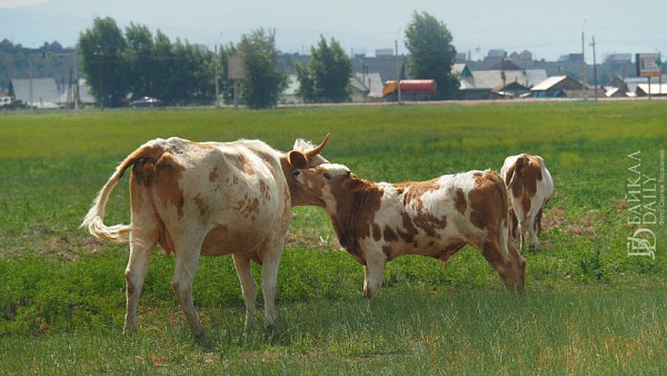 ������ ��������� ������� �������� 30 ����� �� ��������� ����� ������ �� ������ 