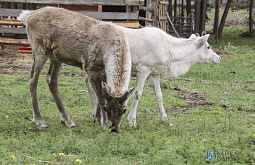 � ��������������� ����� � ����-��� ��������� ��� �������� �����  