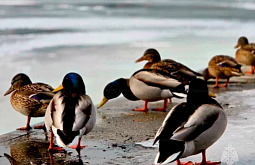 �� ������ � ���������� ����������� ���������� ������