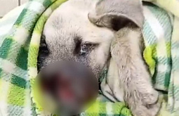 � ����-��� ����������� ������� ������ ����� ����