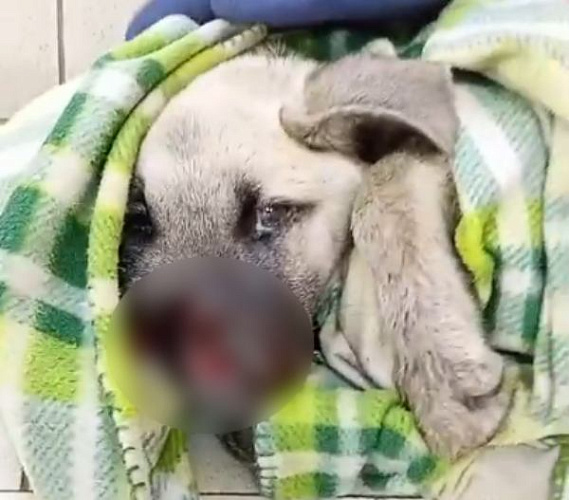 � ����-��� ����������� ������� ������ ����� ����