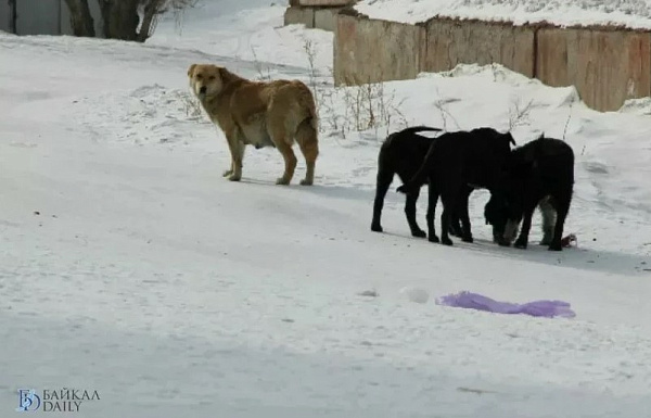Депутаты Забайкалья готовят предложения в Госдуму по изменению закона о бездомных животных 