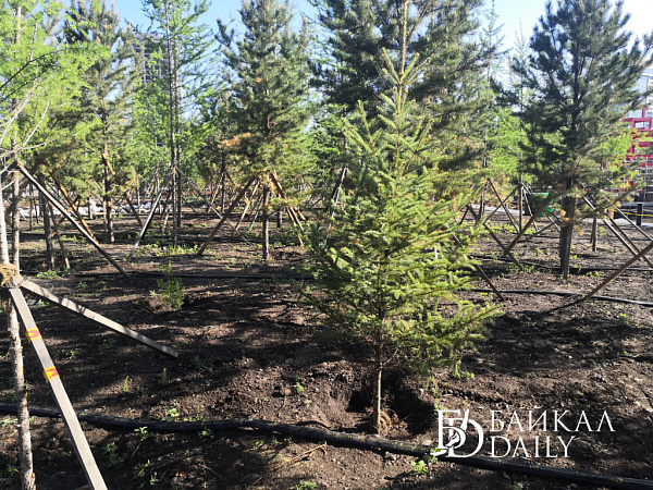 ������� ����� ������ � ����� ���� ������ �� ���������� ���