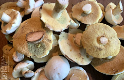 � ������� 62-������ ������� ��������� � ����