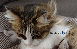 � ����-��� �������� �������� ������������ ����� 