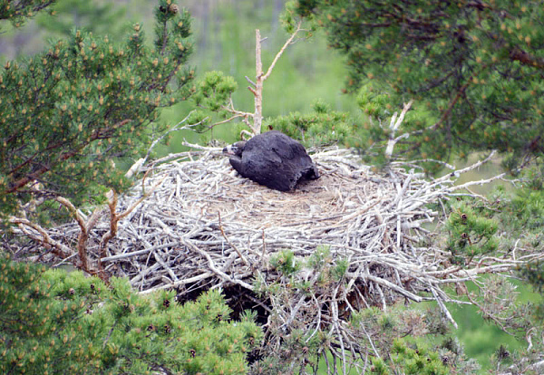 В нацпарке Забайкалья грифы высидели птенца