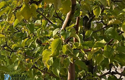 � ������� ��������� ��������������� ���������