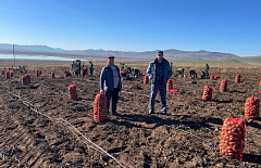 Осуждённые колонии-поселении в Бурятии собрали рекордный урожай 